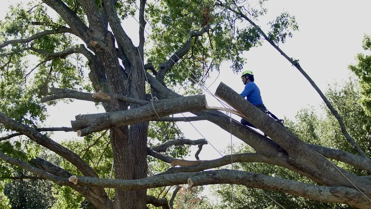 Professional Crown Thinning performed by certified arborists in Pierre